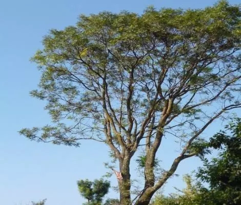 详解朴树种植养护技术和病虫害管理