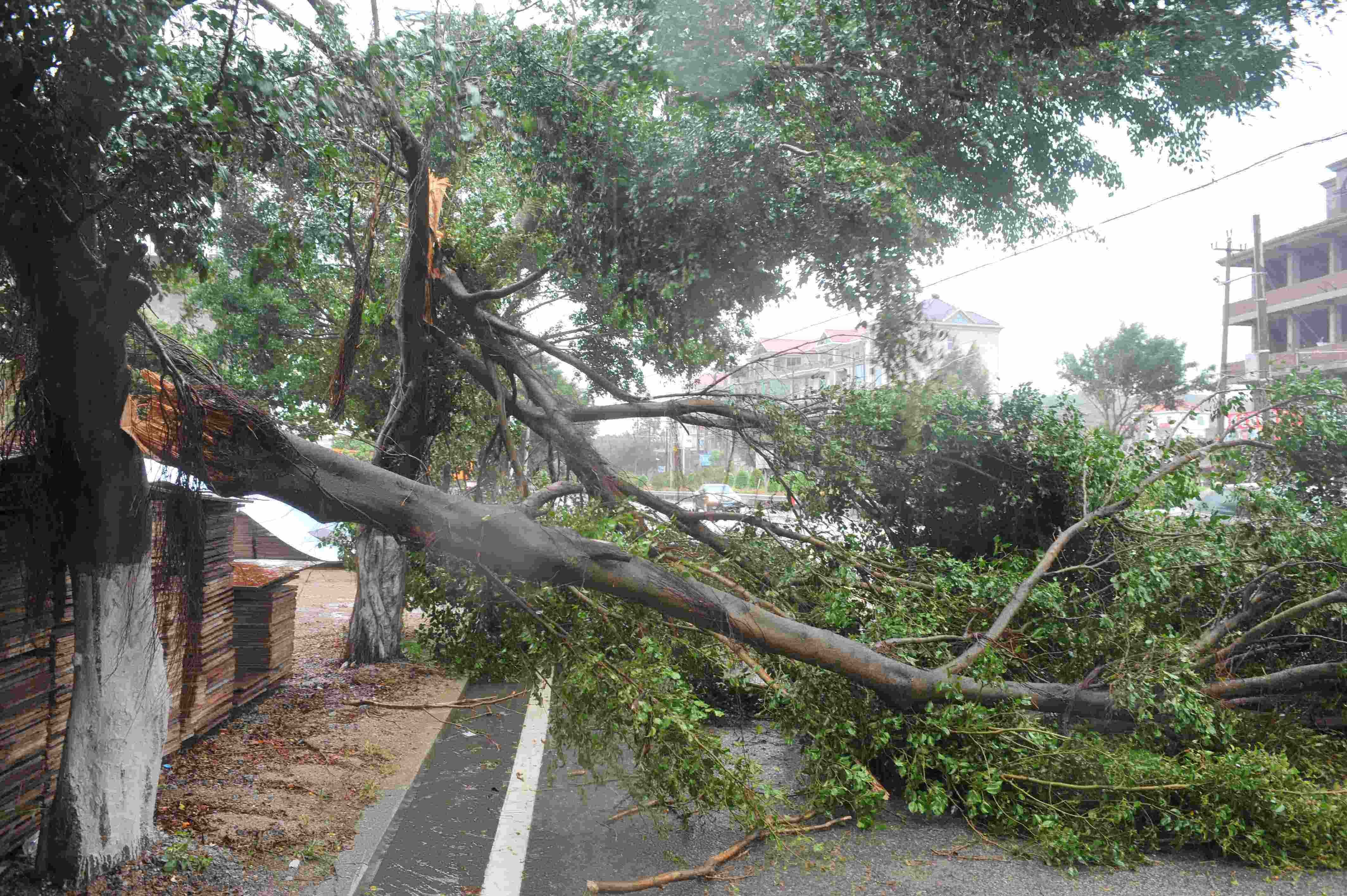 台风过后的苗木养护技术有哪些？