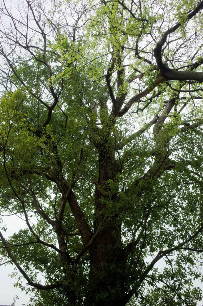 成都朴树园林：黄连木一年可以长多少公分？