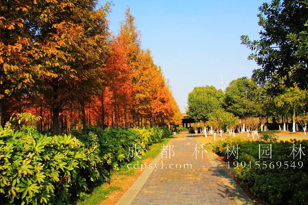 济宁高新区秋季绿化养护，补栽植物与整体绿化格调一致