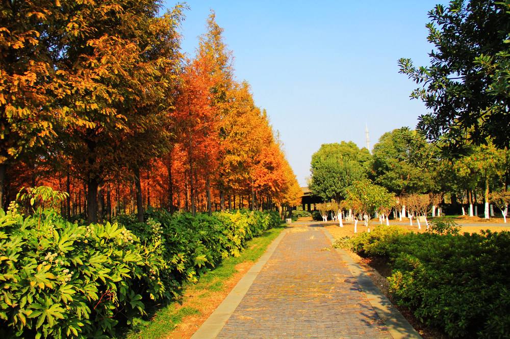济宁高新区秋季绿化养护，补栽植物与整体绿化格调一致
