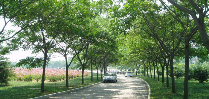 城市道路绿化技巧，学会这个技巧道路更加美丽！