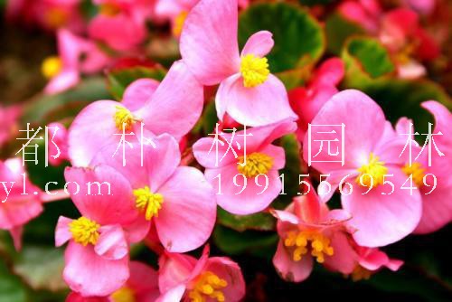 漂亮的海棠花有不同的品种，这五种品种你都认识吗