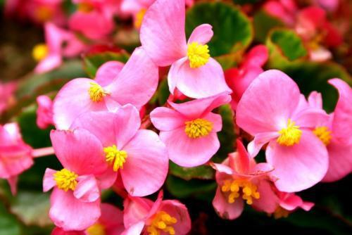 漂亮的海棠花有不同的品种，这五种品种你都认识吗