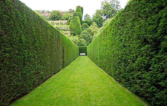 庭院绿篱是什么？常用植物有哪些？