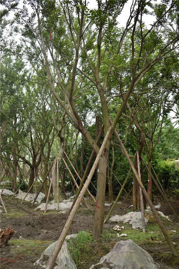 朴树的日常养护要点，朴树盆景的养护知识有哪些？