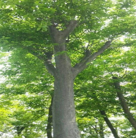 朴树的种植培育应该注意哪些问题？