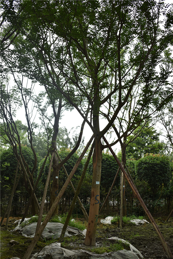 朴树一般能长多高？