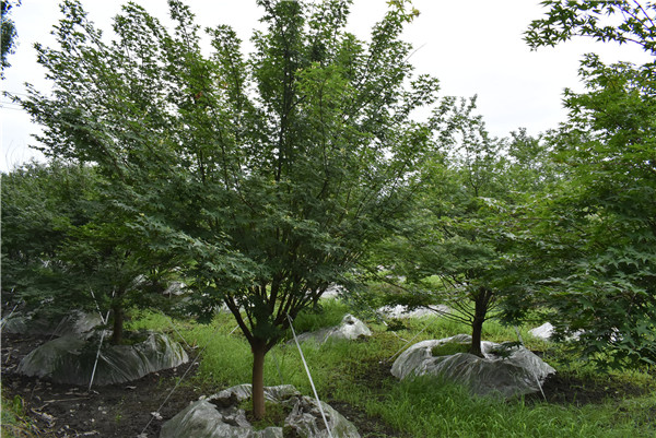 鸡爪槭和日本红枫是同一种树吗？怎样区分？