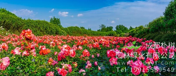2019年第三届四川生态旅游博览会将在成都温江举行