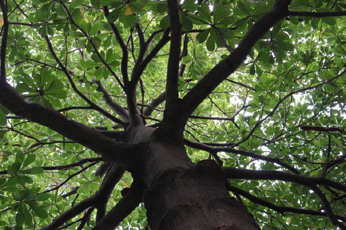 杜英树生长环境，怎样种植和培育杜英树？