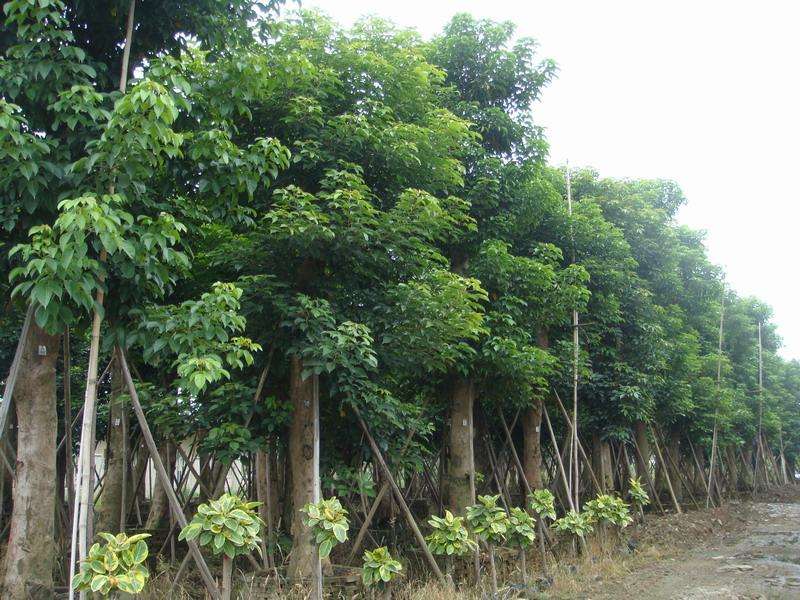 重阳木的价格，重阳木2020年最新行情，重阳木卖多少钱？