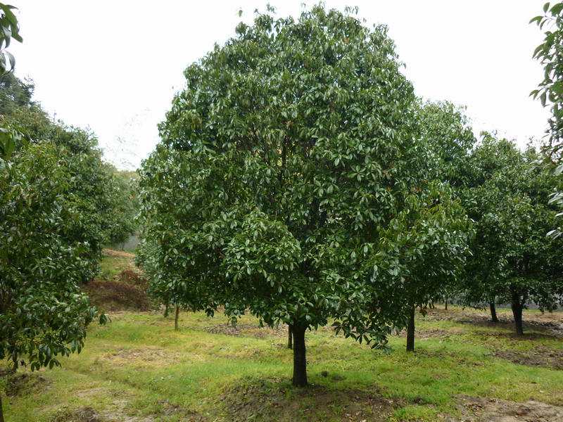 重阳木的生态习性，怎样种植和培育重阳木？