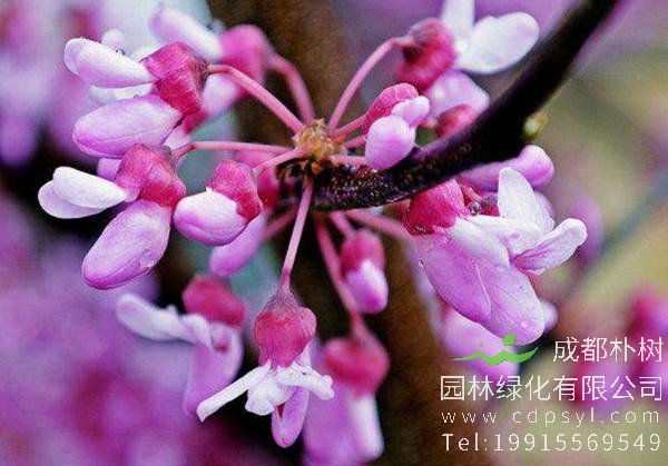 加拿大紫荆花朵图片