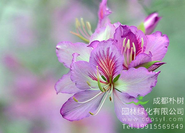 洋紫荆花朵图片