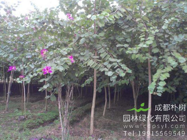 洋紫荆树苗图片
