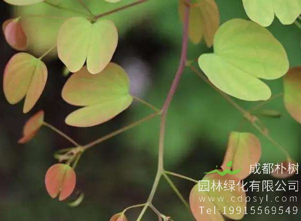 洋紫荆树叶图片