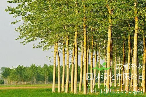 杨树价格-图片-植物学史-物种分类-形态特征-生长环境以及植物文化
