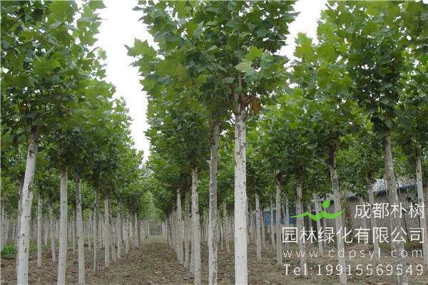 杨树繁殖方法、栽培技术、品种改良以及病虫防治介绍