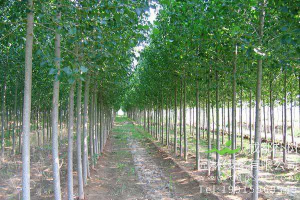 杨树繁殖方法、栽培技术、品种改良以及病虫防治介绍