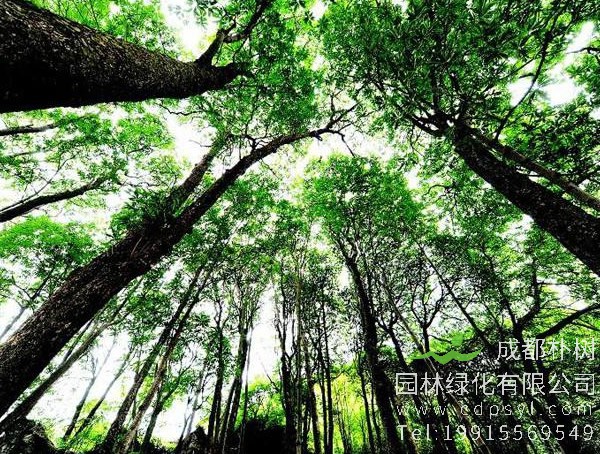 楠木价格-图片-形态特征-生长环境-主要品类-分布情况以及主要价值