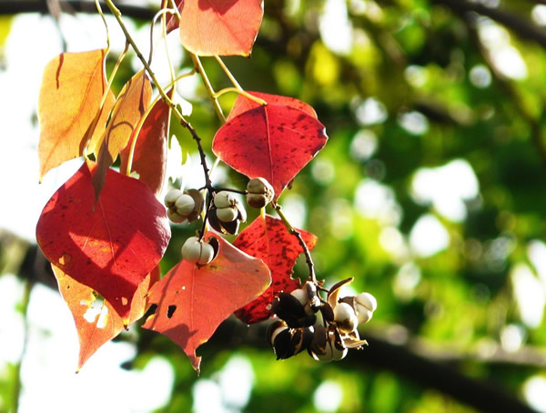 为什么乌桕等树的树叶颜色有许多种？