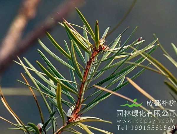 银杉价格-图片-形态特征-生长习性-分布范围-主要价值以及植物文化