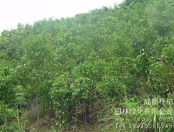 桂皮树适合在哪里种植？