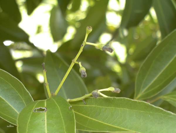 桂皮树种植技术，怎样种植桂皮树？
