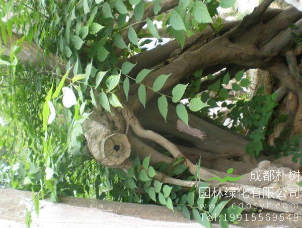 青檀树在中国哪里最多？青檀树的种植基地在哪儿？