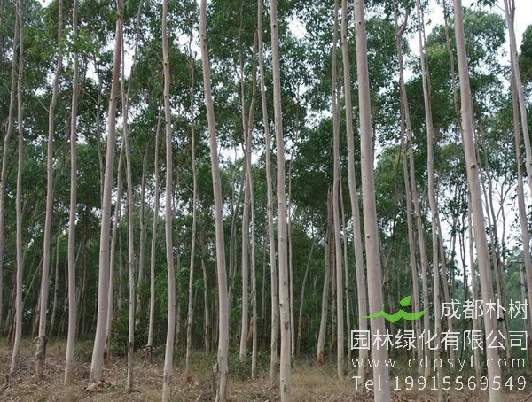 中国为什么禁止种桉树？桉树的危害有哪些？