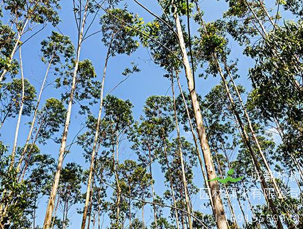 中国为什么禁止种桉树？桉树的危害有哪些？