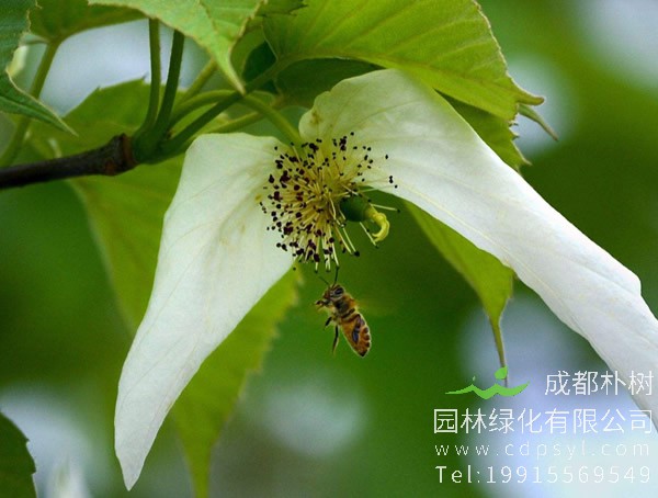 珙桐分布在中国的哪里？珙桐产地于什么地方？