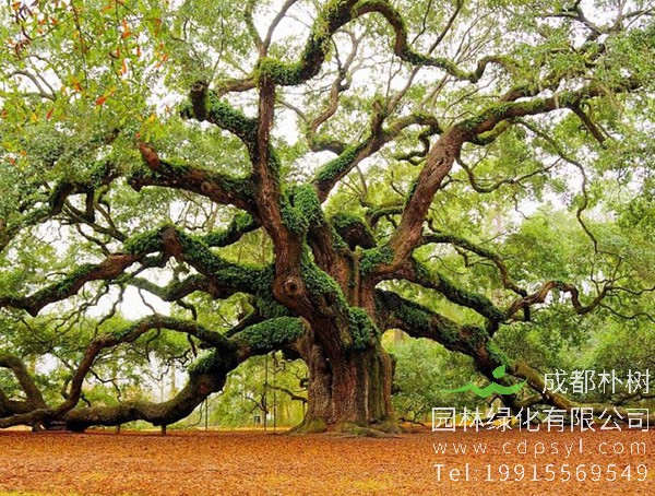 橡树价格-图片-形态特征-生长环境-分布范围-主要价值-分布范围以及植物文化