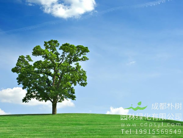 橡树价格-图片-形态特征-生长环境-分布范围-主要价值-分布范围以及植物文化