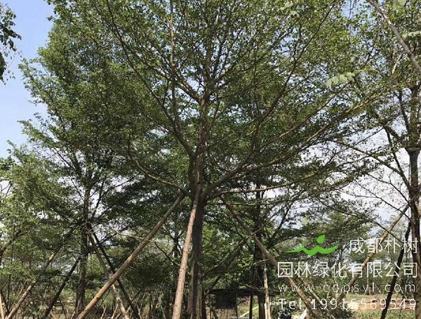 小叶榄仁树在安徽能不能养活？