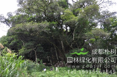 15公分蕈树-高度4.5米-冠幅3.5米-价格2800元
