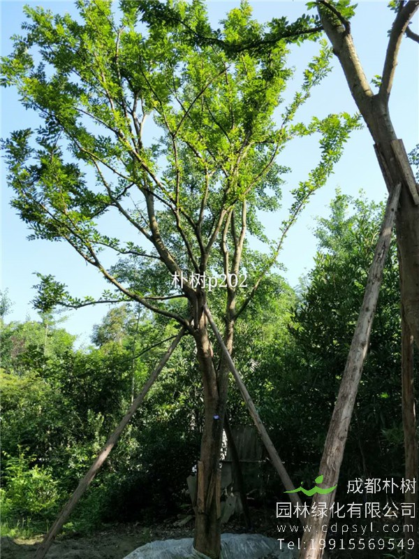 25-27公分朴树-高度8-11.5m-冠幅4-5m-价格4800-5500元