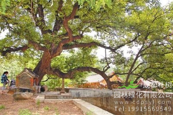 25公分麻栎-高度10米-冠幅4米-价格4000元