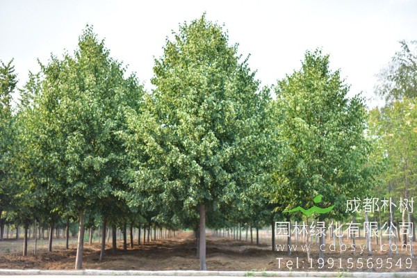 15公分椴树-高度6.8米-冠幅4米-价格5000元