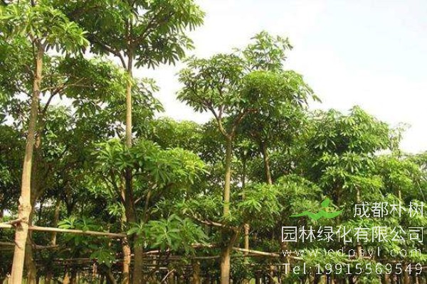 15公分糖胶树-高度5米-冠幅3米-价格1500元