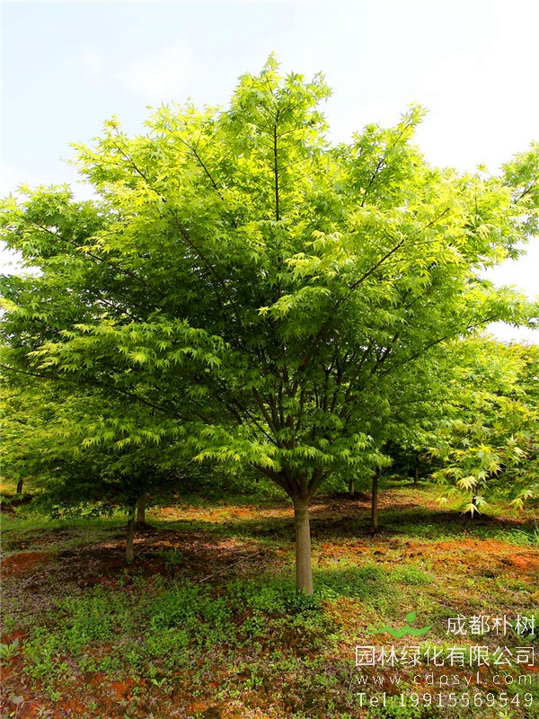 12公分鸡爪槭-高度4m-冠幅4m-价格2400元