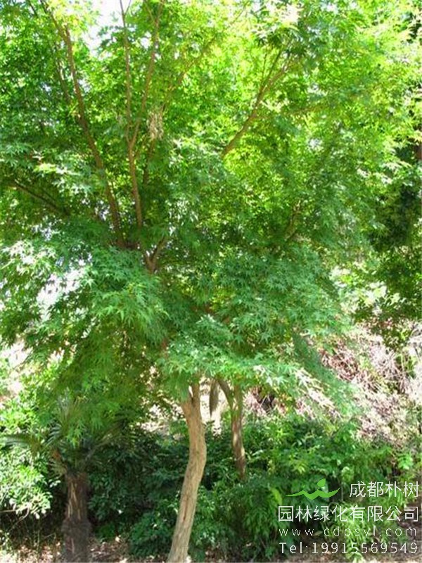 12公分鸡爪槭-高度4m-冠幅4m-价格2400元