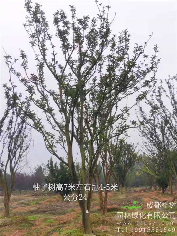 24公分精品柚子树价格3000元-高度6-7m-冠幅4-5m-苗圃新货