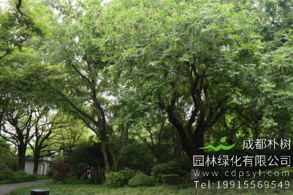 15公分枫杨树-高度5米-冠幅3米-价格380元