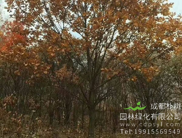 蒙古栎的生长习性有哪些？