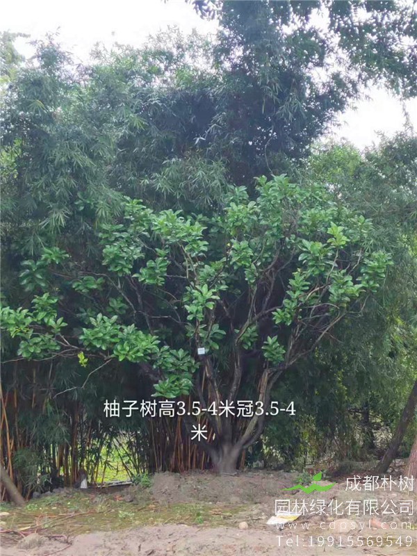 20公分柚子树价格2500元-高度3.5-4m-冠幅3.5-4m