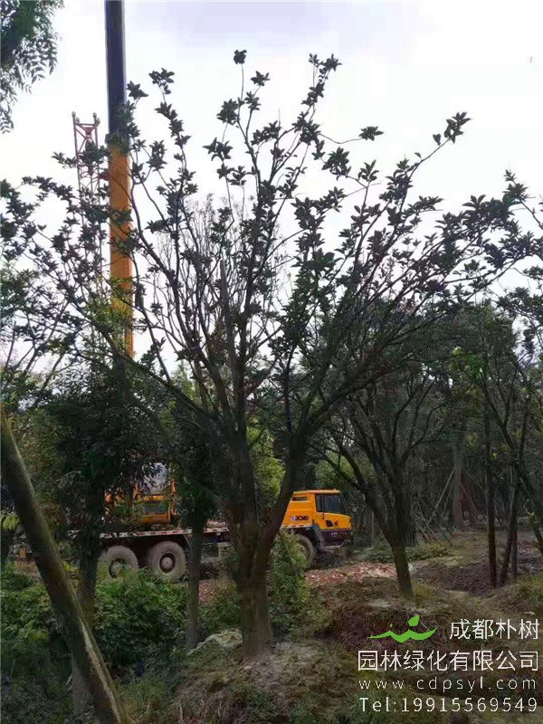 22公分柚子树价格2500元-高度5-6m-冠幅4-5m