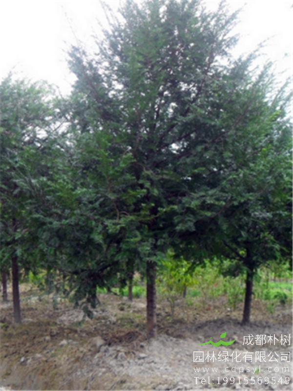 12公分精品红豆树价格1800元-高度5.5m-冠幅3m-苗圃新货