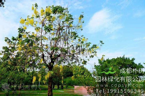 20公分腊肠树价格4800元-高度6米-冠幅4米